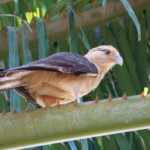 Yellow-headed Caracara