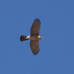 Cooper's Hawk