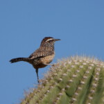 Cactus Wren