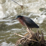 Green Heron