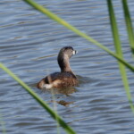 Pied-billed Grebe