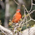Hepatic Tanager