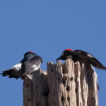 Acorn Woodpeckers