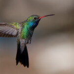 Broad-billed Hummingbird