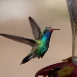 Broad-billed Hummingbird