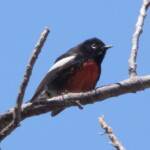 Painted Redstart