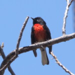 Painted Redstart