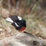 Painted Redstart