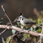 Bridled Titmouse