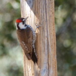 Arizona Woodpecker