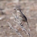 Sage Thrasher