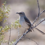 Northern Mockingbird