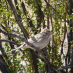 Brewer's Sparrow