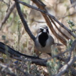 Black-throated Sparrow