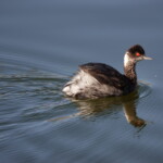 Eared Grebe