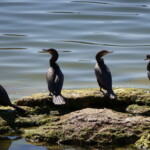 Neo-tropic Cormorants
