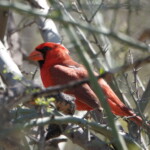 Northern Cardinal