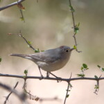 Lucy's Warbler