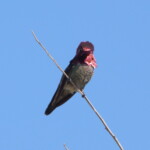 Anna's Hummingbird