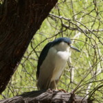 Black-crowned Night Heron