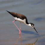 Black-necked Stilt