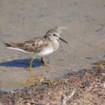 Least Sandpiper