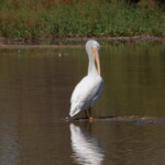 American White Pelican