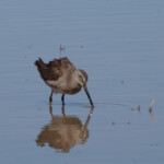 Long-billed Dowitcher
