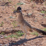 Greater Roadrunner