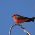 Vermillion Flycatcher
