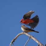 Vermillion Flycatchers