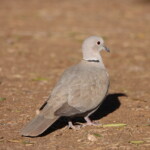 Eurasian Collared Dove
