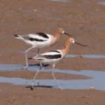 American Avocet