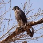Peregrine Falcon