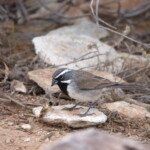 Black-throated Sparrow