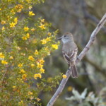 Ash-throated Flycatcher