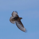Red-tailed Hawk