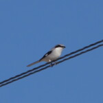 Loggerhead Shrike