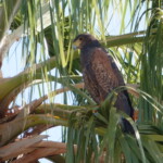 Harris's Hawk