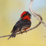 Vermillion Flycatcher