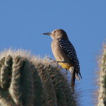 Gila Woodpecker