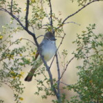 Ash-throated Flycatcher