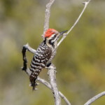 Ladder-backed Woodpecker