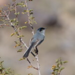 Black-tailed Gnatcatcher