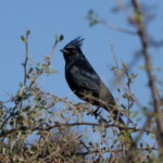 Phainopepla