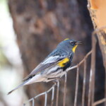 Yellow-rumped Warbler
