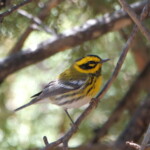 Townsend's Warbler
