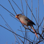 Pyrrhuloxia