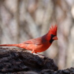 Northern Cardinal