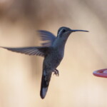 Blue-throated Mountain Gem